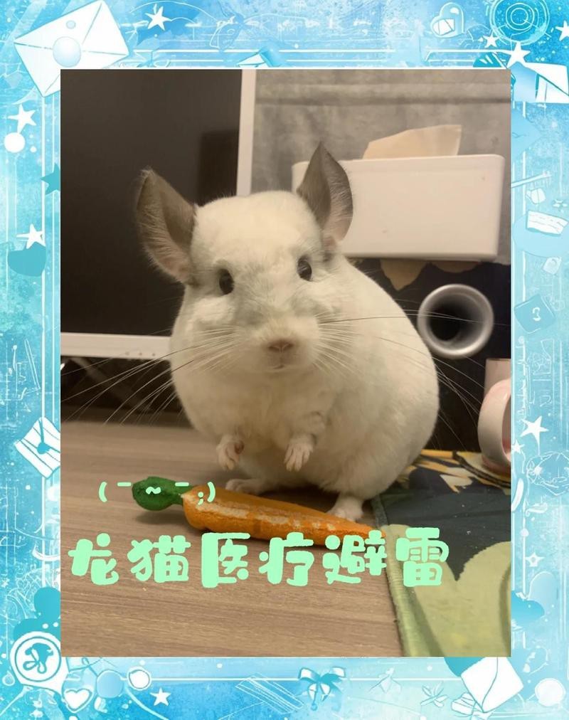 龍貓最忌三種東西【龍貓飼養三大禁忌全解析】 龍貓最忌三種東西【龍貓飼養三大禁忌全解析】 龍魚論壇 第7張