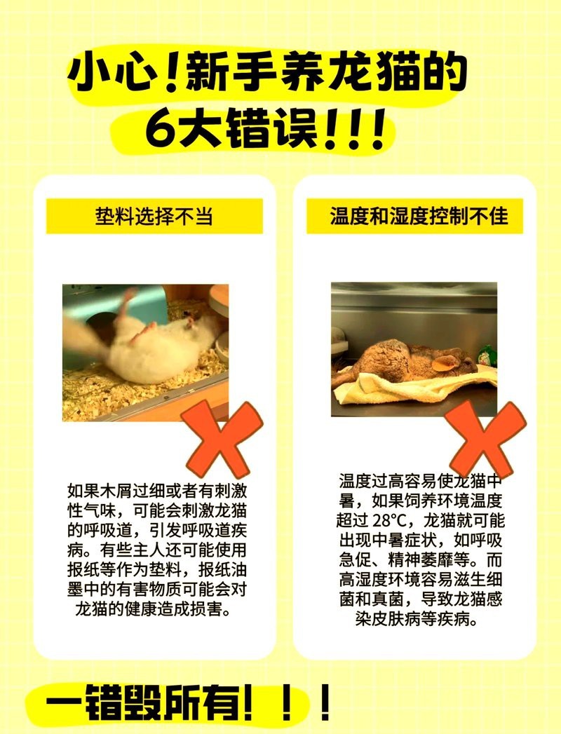 龍貓最忌三種東西【龍貓飼養三大禁忌全解析】 龍貓最忌三種東西【龍貓飼養三大禁忌全解析】 龍魚論壇 第6張
