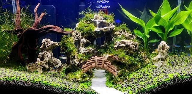 觀賞魚(yú)缸布置靈感【5種驚艷魚(yú)缸造景秘籍:新手也能打造會(huì)呼吸的水下仙境家居美學(xué)館】