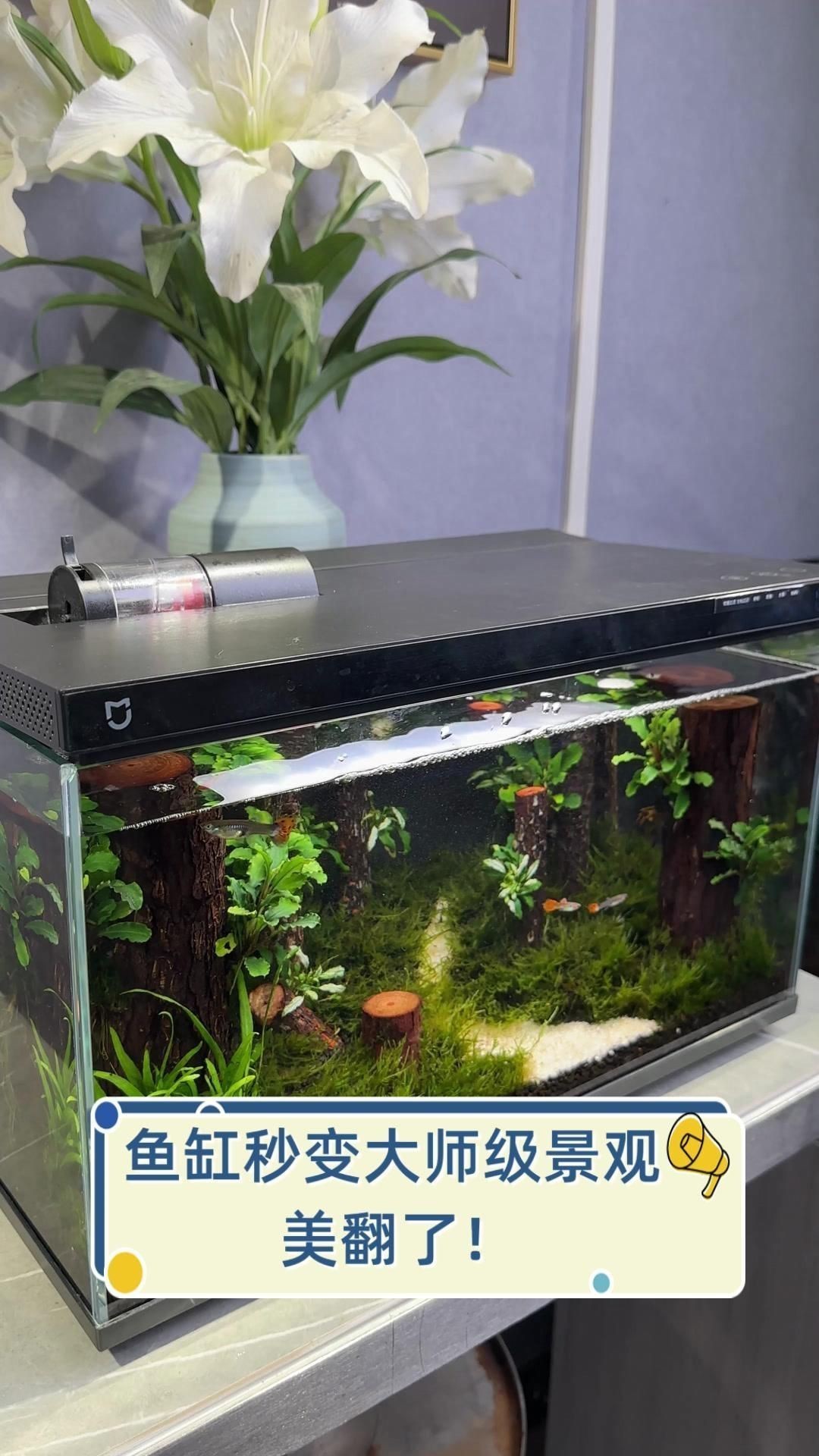 觀賞魚(yú)缸布置靈感【5種驚艷魚(yú)缸造景秘籍:新手也能打造會(huì)呼吸的水下仙境家居美學(xué)館】