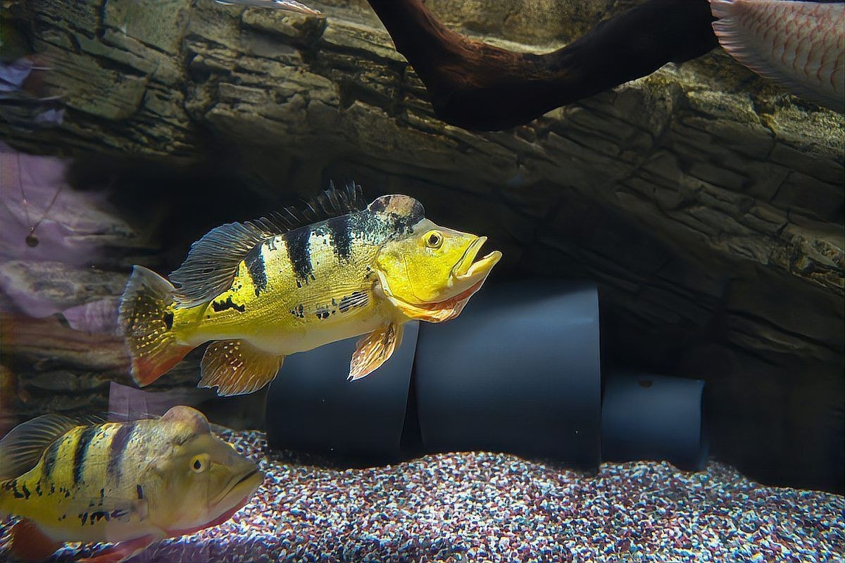 錦鯉蒙眼病會傳染嗎?【愛寵先鋒,魚蒙眼最快治好3步搞定】 龍魚百科 第5張 錦鯉蒙眼病會傳染嗎?【愛寵先鋒,魚蒙眼最快治好3步搞定】 錦鯉蒙眼病會傳染嗎?【愛寵先鋒,魚蒙眼最快治好3步搞定】 龍魚百科 第5張