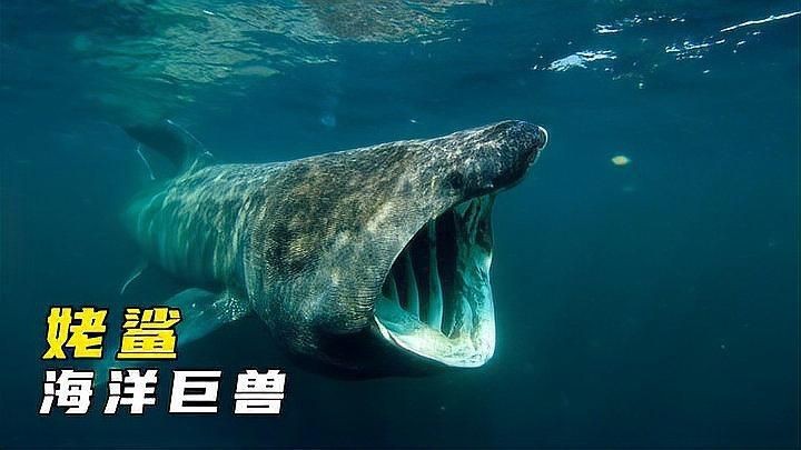 姥鯊【現(xiàn)存體型第二大的魚海洋巨獸姥鯊北海動物世界】