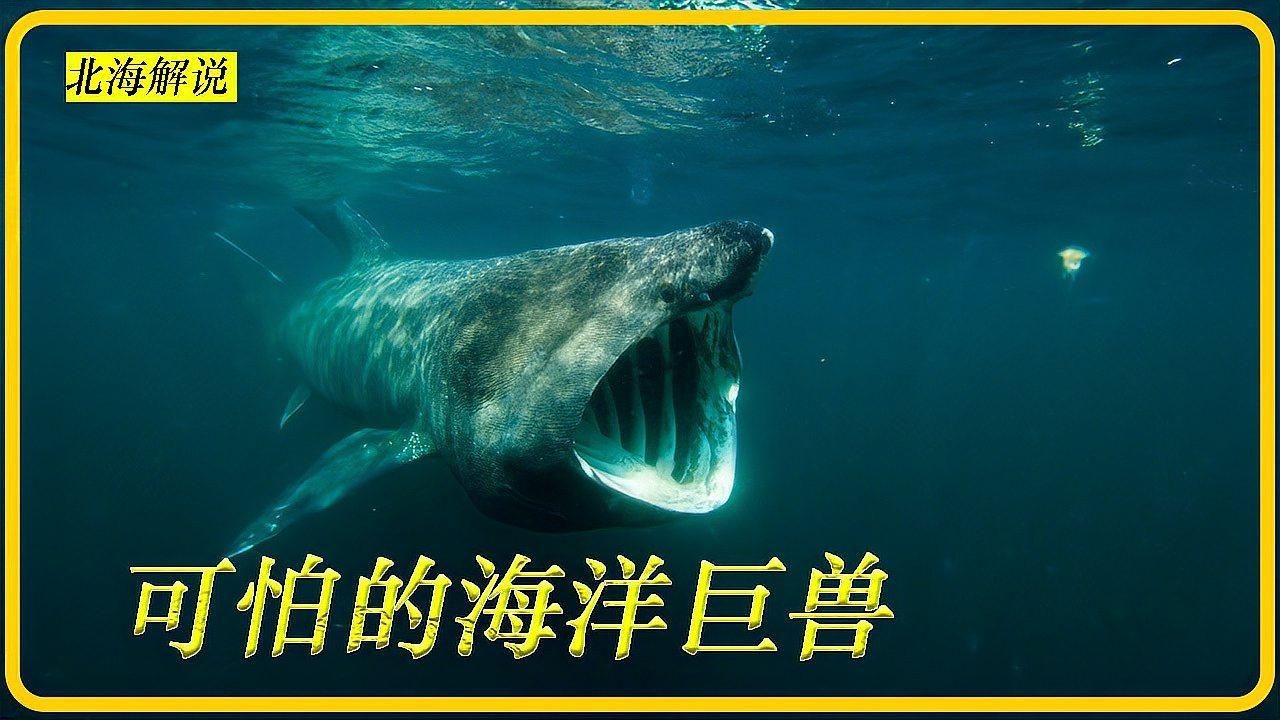 姥鯊【現存體型第二大的魚海洋巨獸姥鯊<strong><mark>北海</mark></strong>動物世界】