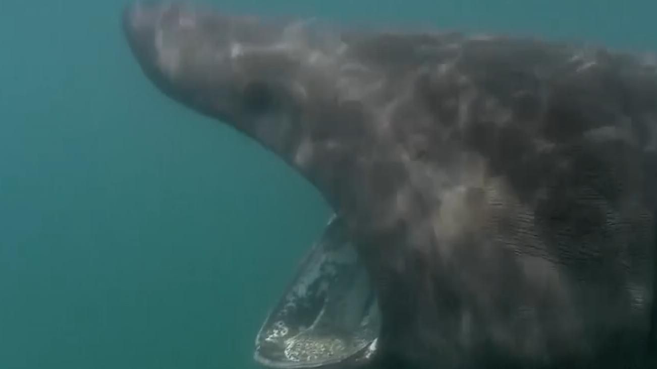 姥鯊【現(xiàn)存體型第二大的魚海洋巨獸姥鯊北海動物世界】