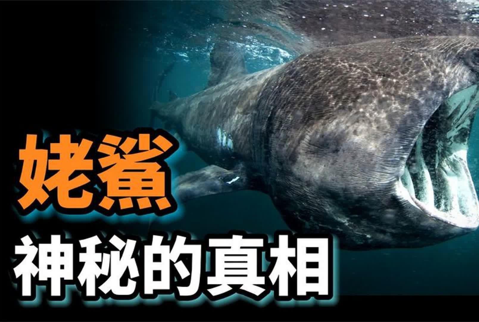 姥鯊【現(xiàn)存體型第二大的魚海洋巨獸姥鯊北海動物世界】