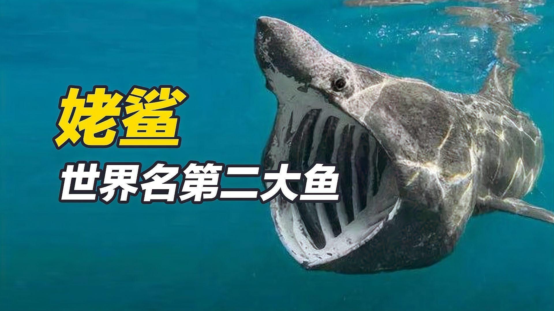 姥鯊【現(xiàn)存體型第二大的魚海洋巨獸姥鯊北海動物世界】