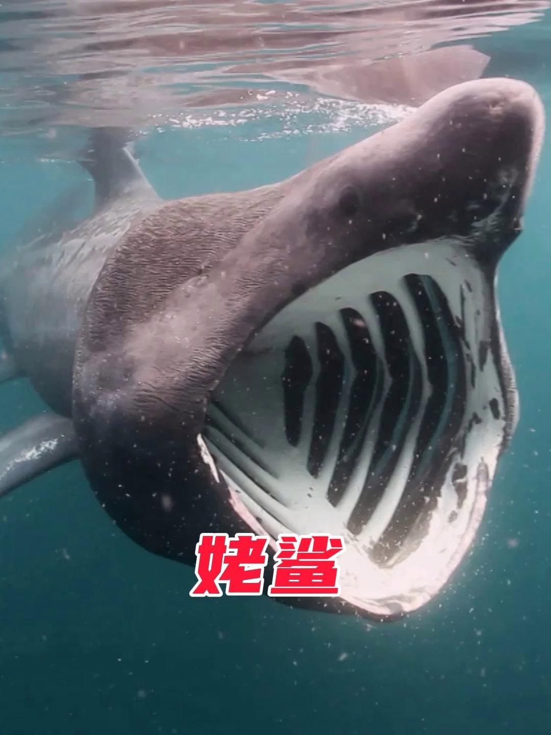 姥鯊【現(xiàn)存體型第二大的魚海洋巨獸姥鯊北海動物世界】
