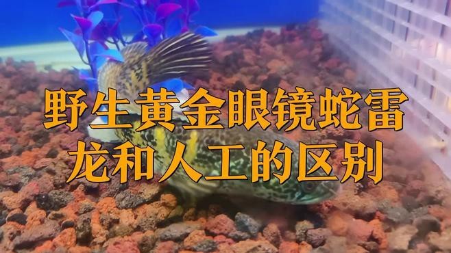 如何區分野生和養殖的雷龍魚？【野生與人工的區別】 如何區分野生和養殖的雷龍魚？【野生與人工的區別】 龍魚論壇 第1張