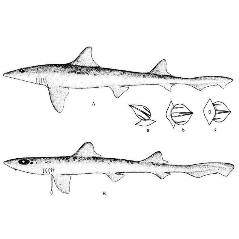 鯊魚的種類有多少種【鯊魚家族的多樣性】 鯊魚的種類有多少種【鯊魚家族的多樣性】 龍魚論壇 第4張