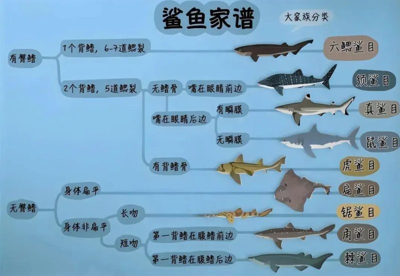 鯊魚的種類有多少種【鯊魚家族的多樣性】 鯊魚的種類有多少種【鯊魚家族的多樣性】 龍魚論壇 第9張