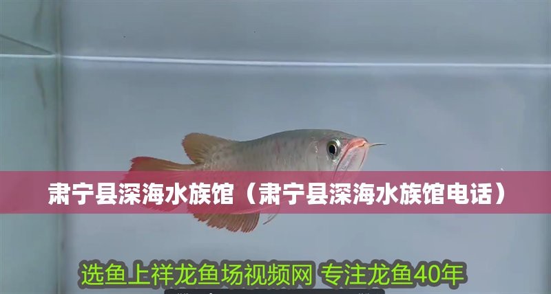 肅寧龍魚店【河北肅寧縣有專業龍魚養殖場嗎碧溪水族館有龍魚嗎】