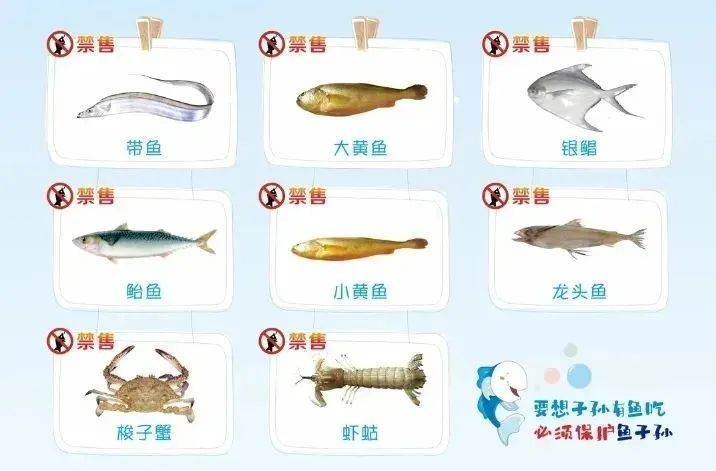 龍頭魚為什么禁止賣【關于龍頭魚禁售的原因及相關規定】