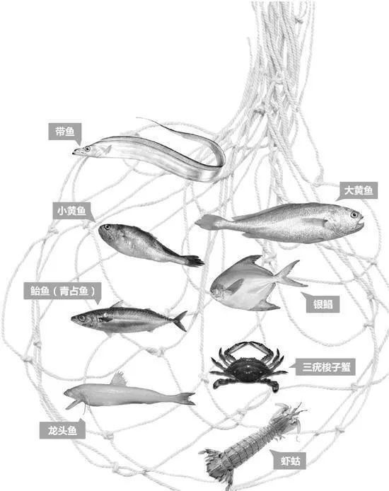 龍頭魚為什么禁止賣【關(guān)于龍頭魚禁售的原因及相關(guān)規(guī)定】