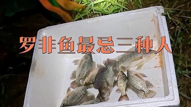 羅非魚好處與壞處【吃羅非魚的好處與壞處】