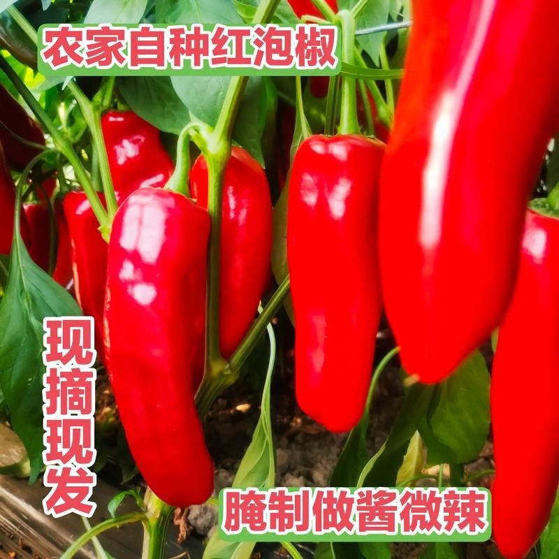 紅辣椒圖片大全大圖【紅色辣椒圖片大全覓知網】