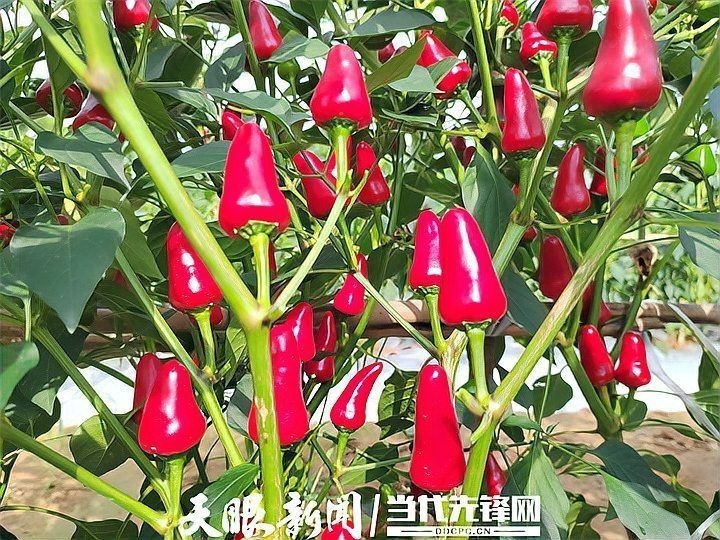 紅辣椒圖片大全大圖【紅色辣椒圖片大全覓知網】