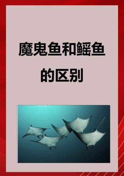 魟魚和鰩魚和蝠鲼的區(qū)別圖片【蝠鲼、鰩魚、鰩魚傻傻分不清楚】