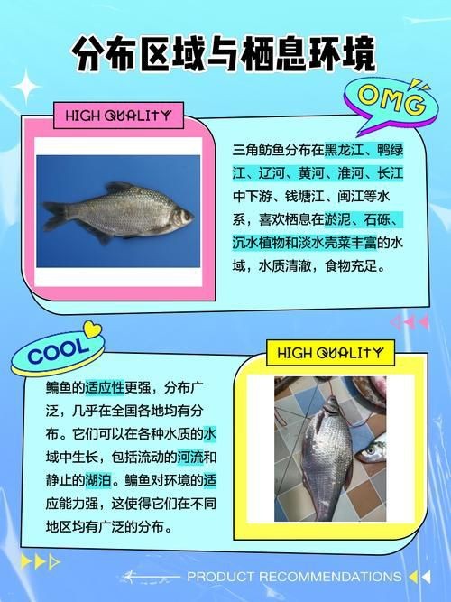 魟魚和鰩魚和蝠鲼的區(qū)別圖片【蝠鲼、鰩魚、鰩魚傻傻分不清楚】