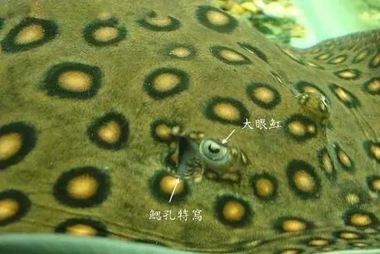 魟魚和鰩魚和蝠鲼的區(qū)別圖片【蝠鲼、鰩魚、鰩魚傻傻分不清楚】
