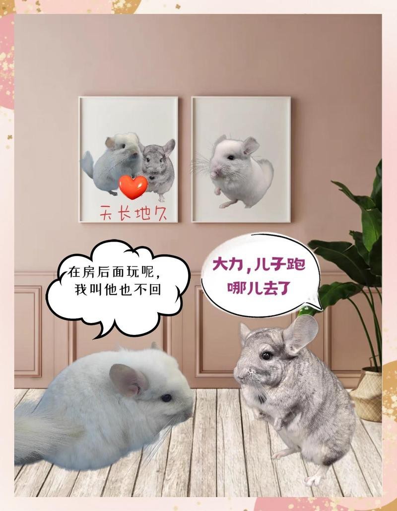 如何訓(xùn)練龍貓和貓保持安靜？【如何讓兩只成年龍貓妹妹和諧共處】