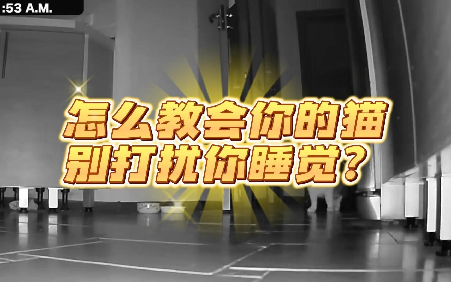 如何訓(xùn)練龍貓和貓保持安靜？【如何讓兩只成年龍貓妹妹和諧共處】