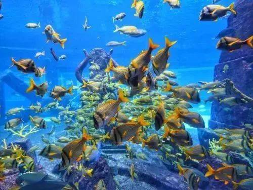 類烏齊水族店【烏魯木齊水族店有哪些特色魚類店有哪些特色魚類信息】 類烏齊水族店【烏魯木齊水族店有哪些特色魚類店有哪些特色魚類信息】 全國水族館企業名錄 第1張