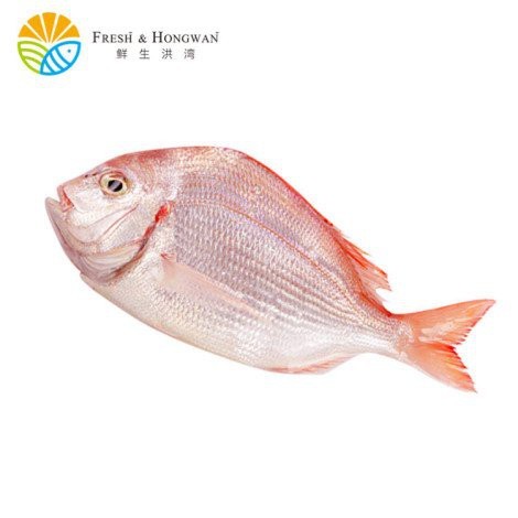 寧波紅立魚多少一斤【寧波市場紅立魚價格、營養價值及消費建議，紅立魚價格對比表】 寧波紅立魚多少一斤【寧波市場紅立魚價格、營養價值及消費建議，紅立魚價格對比表】 龍魚論壇 第1張