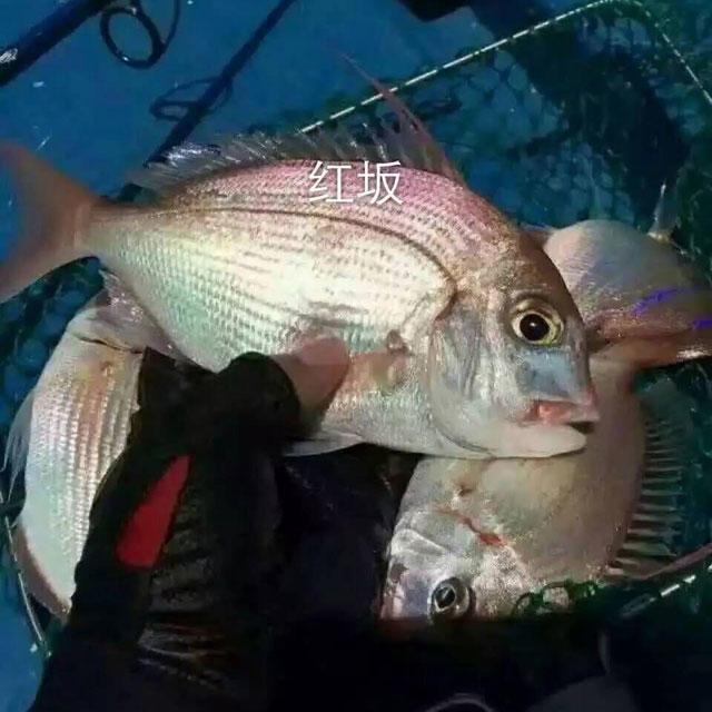 寧波紅立魚多少一斤【寧波市場紅立魚價格、營養價值及消費建議，紅立魚價格對比表】 寧波紅立魚多少一斤【寧波市場紅立魚價格、營養價值及消費建議，紅立魚價格對比表】 龍魚論壇 第3張