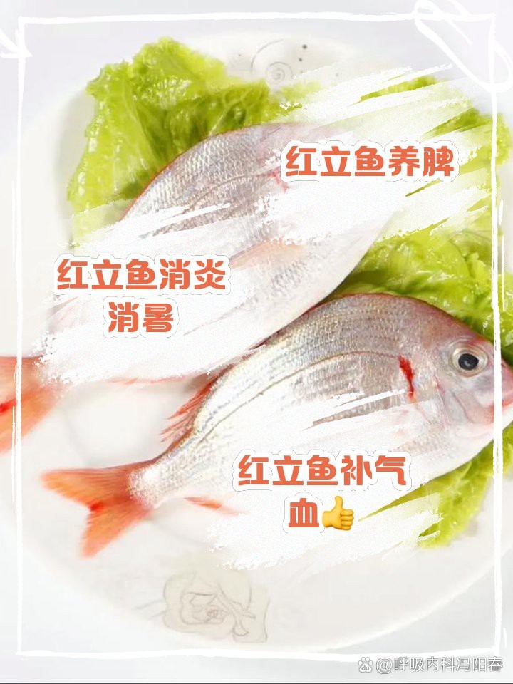 寧波紅立魚多少一斤【寧波市場紅立魚價格、營養價值及消費建議，紅立魚價格對比表】 寧波紅立魚多少一斤【寧波市場紅立魚價格、營養價值及消費建議，紅立魚價格對比表】 龍魚論壇 第6張