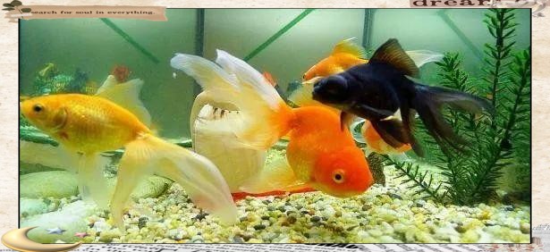 放魚缸有什么講究 放魚缸有什么講究 龍魚論壇 第3張
