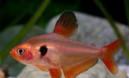 紅大勾扯旗魚怎么養【紅大鉤扯旗魚的美麗姿態,紅大鉤扯旗魚的飼養指南】