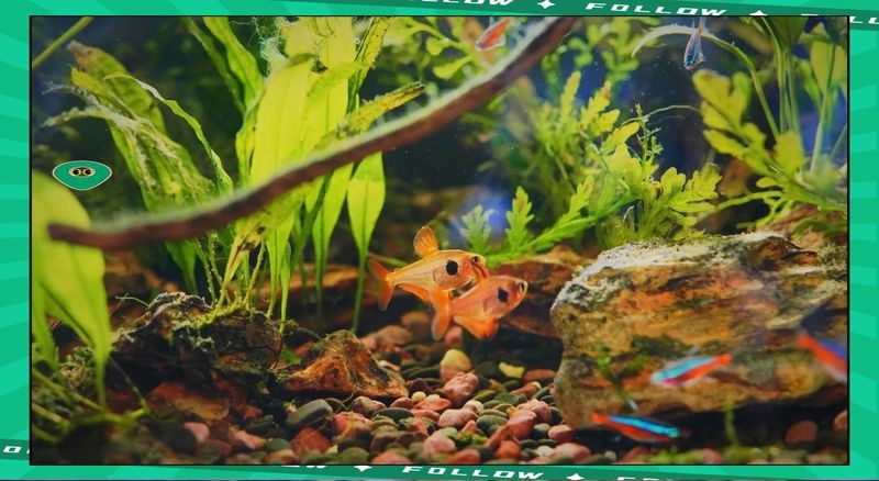 紅大勾扯旗魚怎么養【紅大鉤扯旗魚的美麗姿態,紅大鉤扯旗魚的飼養指南】