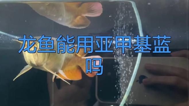 龍魚殺菌用什么藥【關于龍魚殺菌藥物的詳細介紹】 龍魚殺菌用什么藥【關于龍魚殺菌藥物的詳細介紹】 龍魚百科 第1張