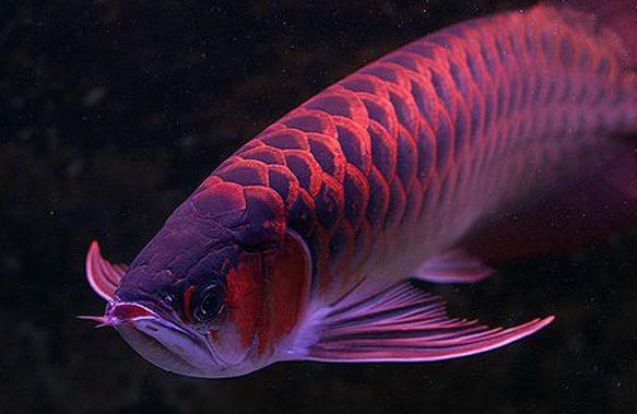 龍魚趴底頻繁張嘴多久會死？【智能模式回答完成調用工具：龍魚趴底頻繁張嘴會自愈嗎】 龍魚趴底頻繁張嘴多久會死？【智能模式回答完成調用工具：龍魚趴底頻繁張嘴會自愈嗎】 龍魚論壇 第4張