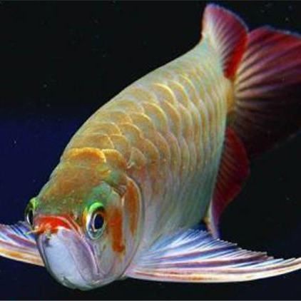 龍魚是淡水魚還是海水魚【知名龍魚水族中文門戶網站】