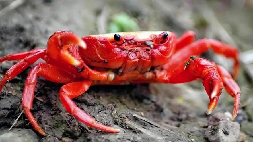 紅蟹魚圖片【紅蟹魚的家常做法】 紅蟹魚圖片【紅蟹魚的家常做法】 龍魚論壇 第3張