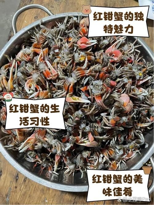 紅蟹魚圖片【紅蟹魚的家常做法】 紅蟹魚圖片【紅蟹魚的家常做法】 龍魚論壇 第1張