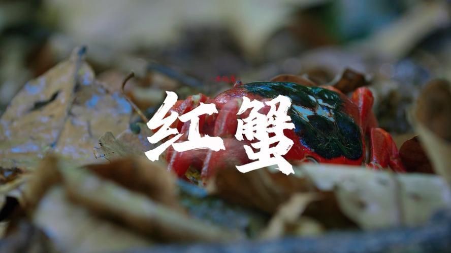 紅蟹魚圖片【紅蟹魚的家常做法】 紅蟹魚圖片【紅蟹魚的家常做法】 龍魚論壇 第6張