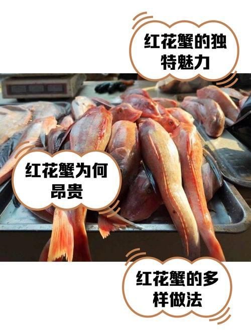 紅蟹魚圖片【紅蟹魚的家常做法】 紅蟹魚圖片【紅蟹魚的家常做法】 龍魚論壇 第5張