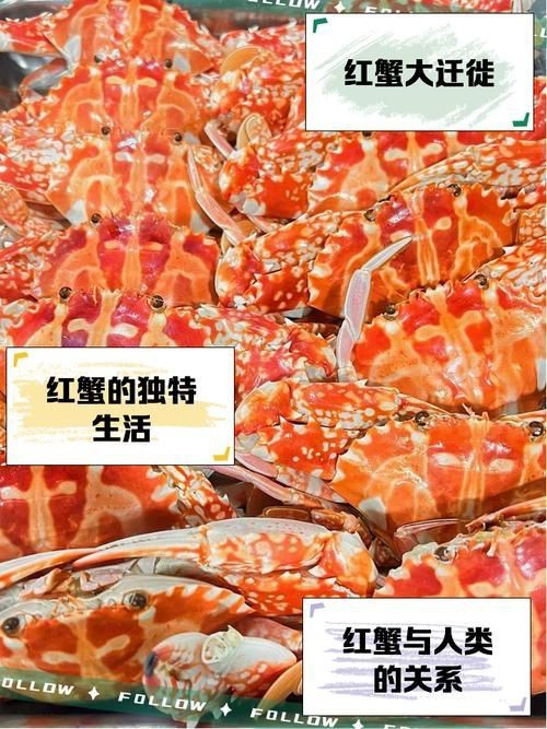 紅蟹魚圖片【紅蟹魚的家常做法】 紅蟹魚圖片【紅蟹魚的家常做法】 龍魚論壇 第11張