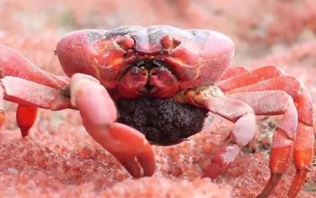 紅蟹魚圖片【紅蟹魚的家常做法】 紅蟹魚圖片【紅蟹魚的家常做法】 龍魚論壇 第10張