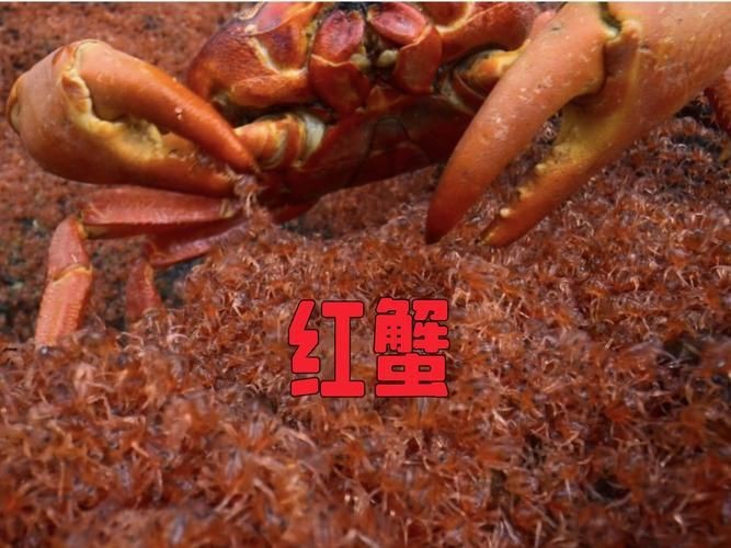 紅蟹魚圖片【紅蟹魚的家常做法】 紅蟹魚圖片【紅蟹魚的家常做法】 龍魚論壇 第14張