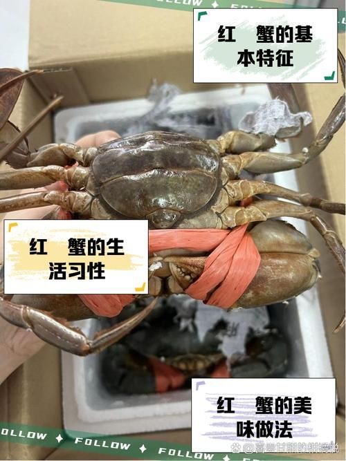 紅蟹魚圖片【紅蟹魚的家常做法】 紅蟹魚圖片【紅蟹魚的家常做法】 龍魚論壇 第17張