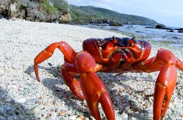 紅蟹魚圖片【紅蟹魚的家常做法】 紅蟹魚圖片【紅蟹魚的家常做法】 龍魚論壇 第18張