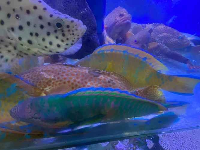 紅蟹魚圖片【紅蟹魚的家常做法】 紅蟹魚圖片【紅蟹魚的家常做法】 龍魚論壇 第22張