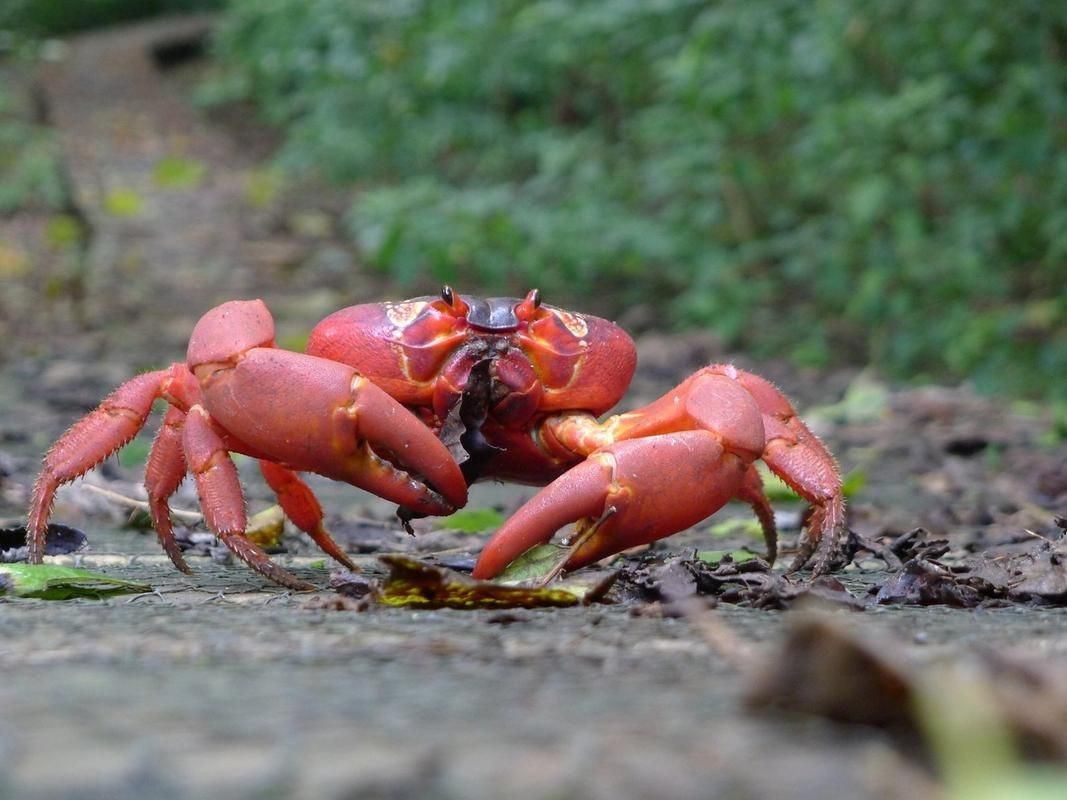 紅蟹魚圖片【紅蟹魚的家常做法】 紅蟹魚圖片【紅蟹魚的家常做法】 龍魚論壇 第19張