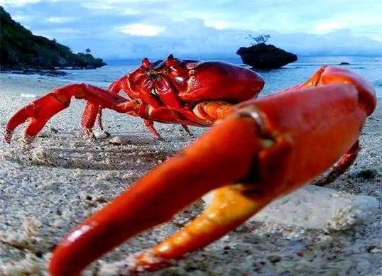紅蟹魚圖片【紅蟹魚的家常做法】 紅蟹魚圖片【紅蟹魚的家常做法】 龍魚論壇 第21張