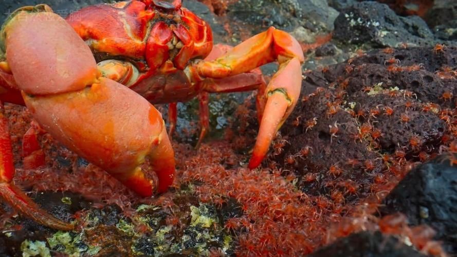 紅蟹魚圖片【紅蟹魚的家常做法】 紅蟹魚圖片【紅蟹魚的家常做法】 龍魚論壇 第23張
