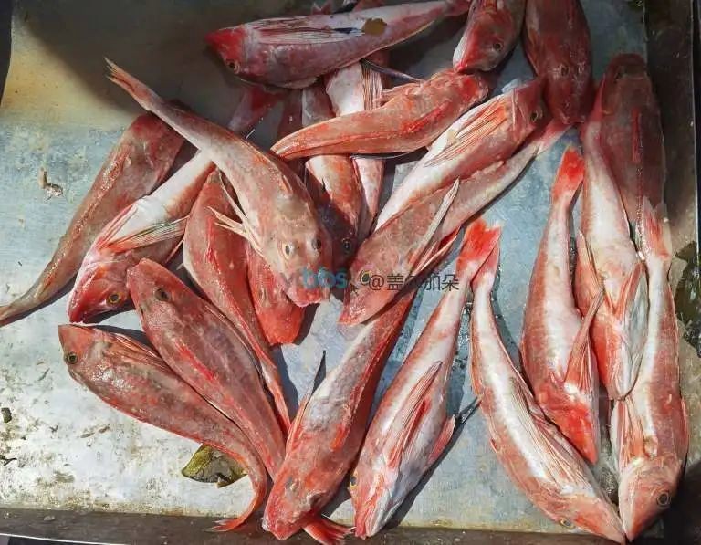 紅蟹魚圖片【紅蟹魚的家常做法】 紅蟹魚圖片【紅蟹魚的家常做法】 龍魚論壇 第26張