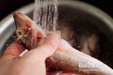 紅蟹魚圖片【紅蟹魚的家常做法】 紅蟹魚圖片【紅蟹魚的家常做法】 龍魚論壇 第32張